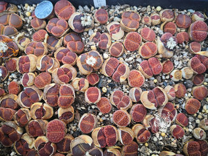 酒红日轮生石花