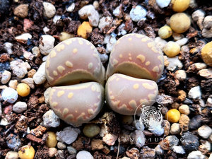 【种】多肉 生石花 "brakfontein" sh531 大津绘 20粒 100粒