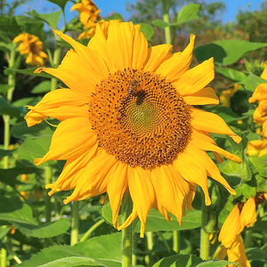 进口向日葵种孑切花矮生迷你室内阳台观赏盆栽花种籽四季开花种子