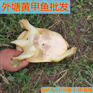 黄甲鱼鲜活食用大团鱼公王八中华鳖脚鱼水鱼稻田野生重庆包邮水产