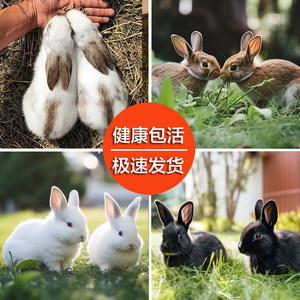 兔子活物小白兔已打疫苗宠物小兔子比利时兔家兔苗活体公母非一对