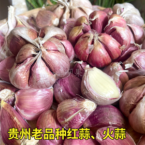 2024新大蒜贵州特产农家自种老品种火蒜头干蒜红蒜紫皮蒜种子5斤