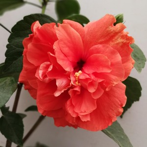 丹麦木槿花室内植物家庭盆栽阳台四季开花扶桑花牡丹花苗小室外