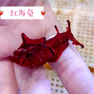紫海兔红海兔蓝幻彩海兔白海兔绿菠萝海牛食苔蛞蝓活体海水鱼