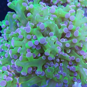 蛙卵珊瑚 精品提子 活体海水鱼缸海藻小丑鱼花瓶珊瑚