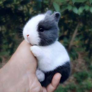 小兔子活体侏儒兔迷你长不大小型公主熊猫垂耳小白兔小型宠物兔