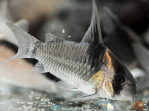 南美 野生 鼠鱼 cw045 黑剑红头 黑剑红头鼠 5-7公分