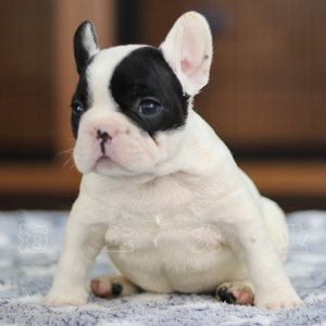 法国斗牛犬幼犬 黑白色 伴侣犬 生活犬 三月龄 小方体 北京地区