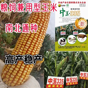 中玉335青储玉米种子粮食玉米种子中玉335棒子大产量高南北通种