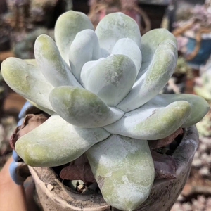 帕奇飞图仙女杯一物一拍大拇指多肉超大型多肉精品贵货进口多肉