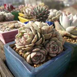 苯巴蒂斯多肉一物一拍本吧超多头容易爆盆黄金笨吧整桩满盆景天科