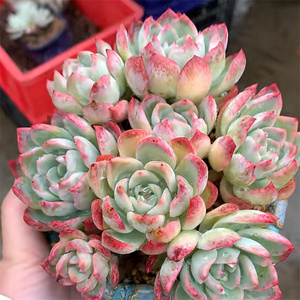 果冻莎莎女王多肉手捧花一物一拍超大群生老桩多头爆盆莲花座