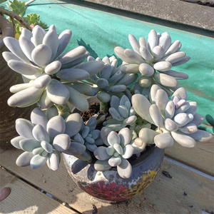 白美人多肉老桩