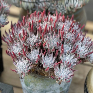 爱杜丽丝仙女杯多肉老桩一物一拍登喜芙洛拉仙女·杯系列超大群生