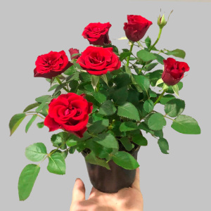 钻石玫瑰红钻月季花苗盆栽四季开花欧月浓香灌木阳台绿植物花卉