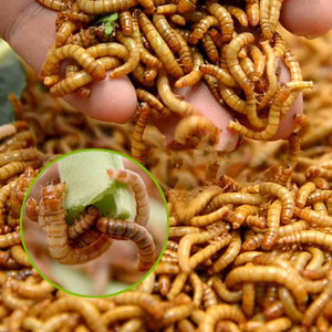 面包虫黄粉虫大麦虫活体饲料爬宠食物蜘蛛蜈蚣守宫蝎子鸟类蛙乌龟