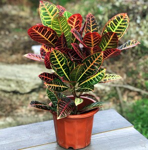 变叶木七彩变色木植物盆栽耐热耐晒室内外净化空气大型吸甲醛绿植