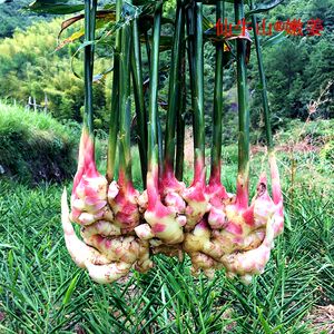 2022新品浙江仙牛山永康五指岩大山里老姜生姜21年已经上市了