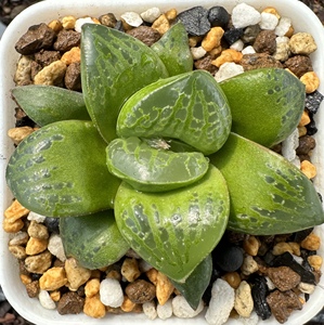 气泡寿十二卷多肉植物阳台趣味盆栽5cm皮上窗类型康平系列十二卷