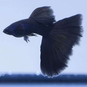 孔雀鱼活体小型热带鱼木炭黑彩孔活体种鱼种鱼珊瑚阑尾冰蓝包邮