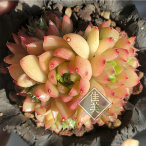 佳美花轩   红酒桃  缀化 多肉植物 一物一拍