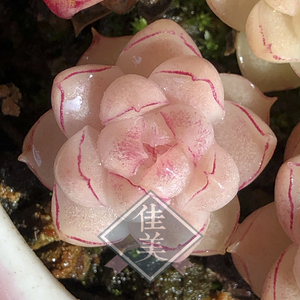 佳美花轩 女王玫瑰 经典白体   多肉植物
