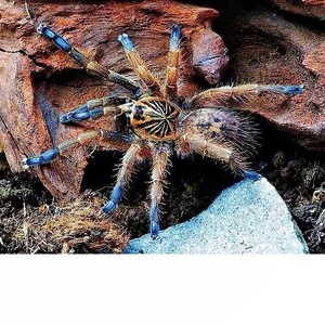 经典蜘蛛南非蓝脚巴布im 2cm 会做活门的蜘蛛 比蓝腿巴布更有特点