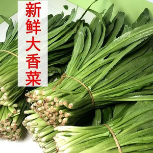 新鲜老缅芫荽现摘现发云南刺芹凉拌佐料香料250克舂菜傣族景颇