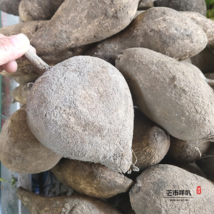 云南德宏新鲜洋蔬菜丝瓜根洋瓜根佛手瓜根福寿瓜农家自种素炒煲汤