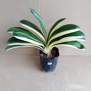 彩兰君子兰金边