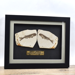 戴氏狼鳍鱼化石 保存正负板 对儿鱼化石原石 已装裱化石框