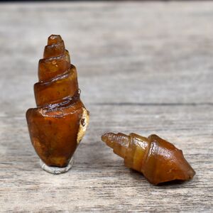 天然海螺化石玛瑙化螺化石腹足化石棒螺海洋生物化石标本原石摆件