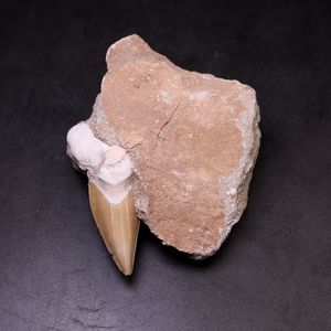 天然古生物鱼牙齿化石原石头保真教学标本大尺寸鱼牙