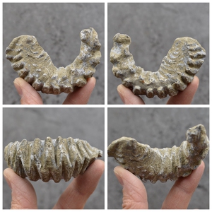 耙牡蛎白垩纪牡蛎化石古海洋生物化石双贝壳动物化石科普教学标本