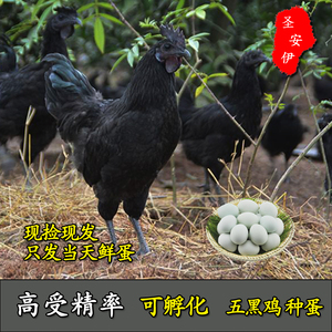 正宗五黑一绿种蛋乌鸡受精蛋可孵化乌骨鸡种蛋受精卵可一件代发