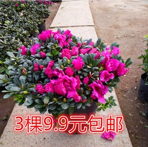 四季开花映山红杜鹃花苗盆栽室内庭院植物杜娟花树状盆带花苞发货