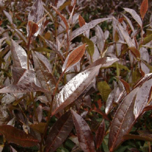 紫娟茶苗 云南茶苗 普洱茶紫娟红茶苗 黑紫娟树苗 大叶种茶树苗
