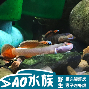 溪吻虾虎鱼