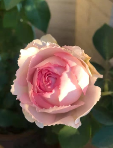210人付款淘宝22伊芙魂之香水玫瑰花苗阳台四季开花月季花苗特大花b