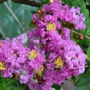 000人付款淘宝精品绿化苗紫微树苗庭院盆栽花苗丛生苗百日红四川红花