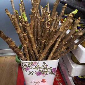 刺老芽杆东北野生刺嫩芽杆现砍现发绿色山野菜水培菜二十棵送十棵
