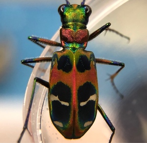 山林虎甲 a1干虫 昆虫甲虫标本工艺手工diy制作裱框兴趣爱好培养