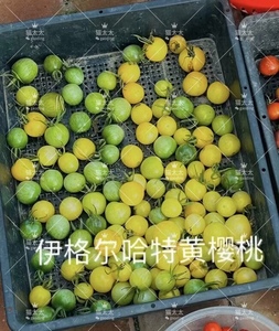 伊格尔哈特黄樱桃番茄种子 皮薄纯甜好吃味道浓郁传家宝番茄种子