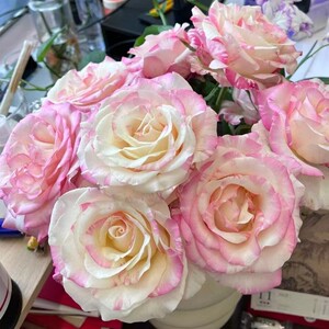 多头霓裳玫瑰花