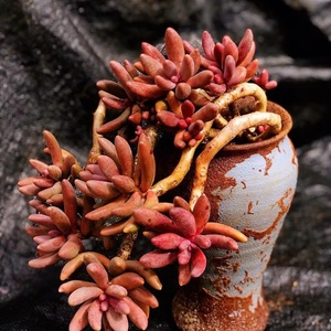 红手指多肉植物伪糖果美人室内绿植花卉盆栽一物一拍造型老桩