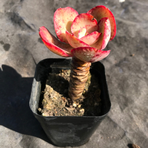 初吻老桩 大叶秀妍老桩单头 云南多肉植物 支持一物一拍