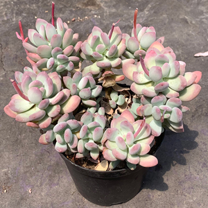 三日月美人老桩多头大群整群 苹果奶 云南精养多肉植物 一物一拍