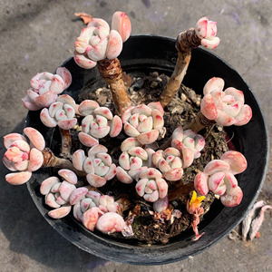 格林蜜桃群生 老桩整群 云南多肉植物 一物一拍 蜜桃格林
