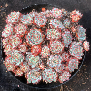 恩西诺 超级姬莲 贵货 多头老桩 捧花群生 云南多肉植物一物一拍