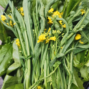 现摘现发广西新鲜柳叶菜花3斤4斤5斤菜心菜苔农家种植